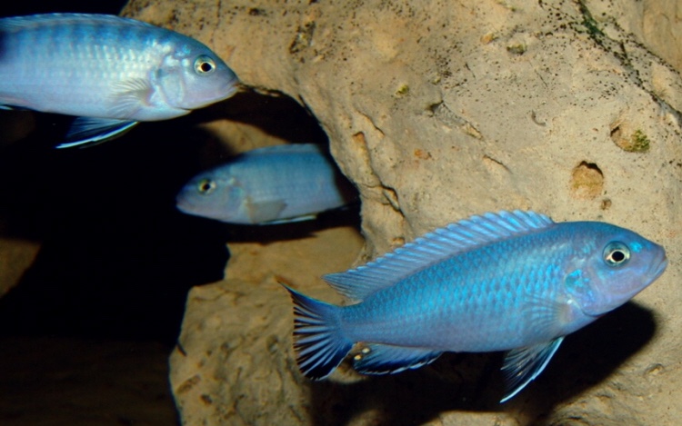 Chindongo socolofi 'Tumbi Point'